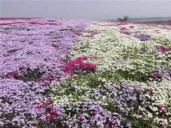 花仙子风景区-图片