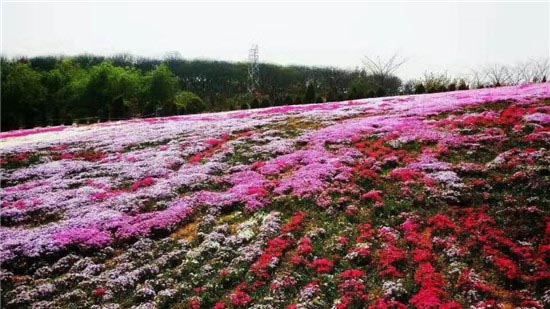 花仙子风景区-图片