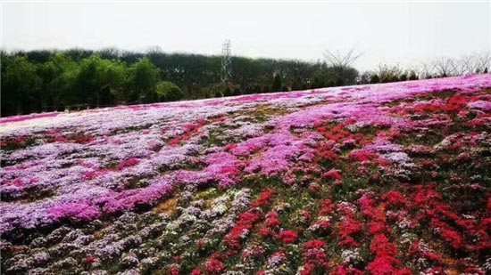 花仙子风景区-图片